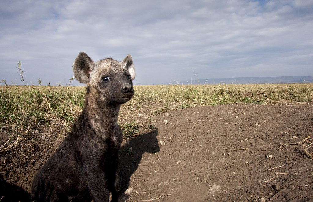 Detail of Spotted Hyena pup by den in Masai Mara National Reserve by Anonymous