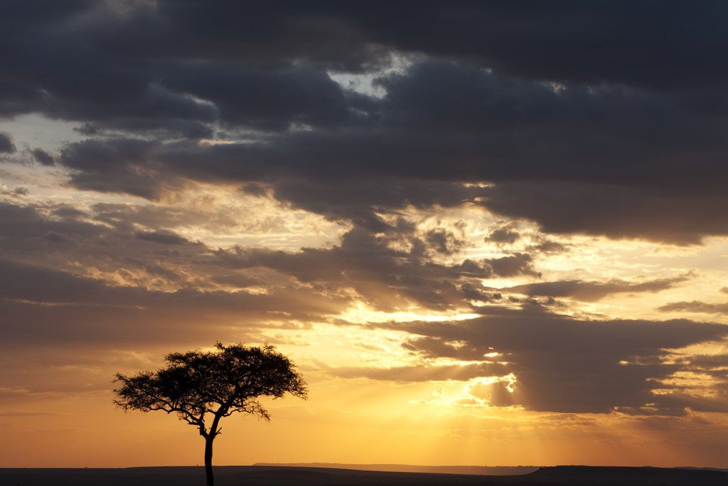Detail of Acacia tree at sunset by Anonymous