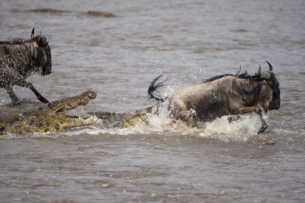 Detail of Nile crocodile attacking Wildebeest migrating across Mara River by Corbis