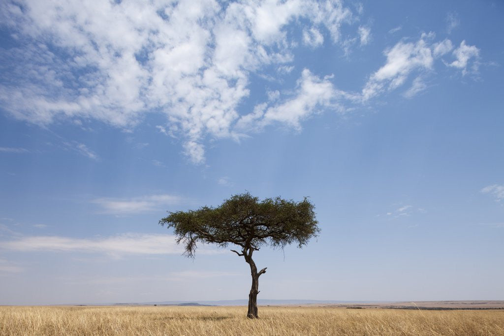 Detail of Lone Acacia tree in savanna by Corbis