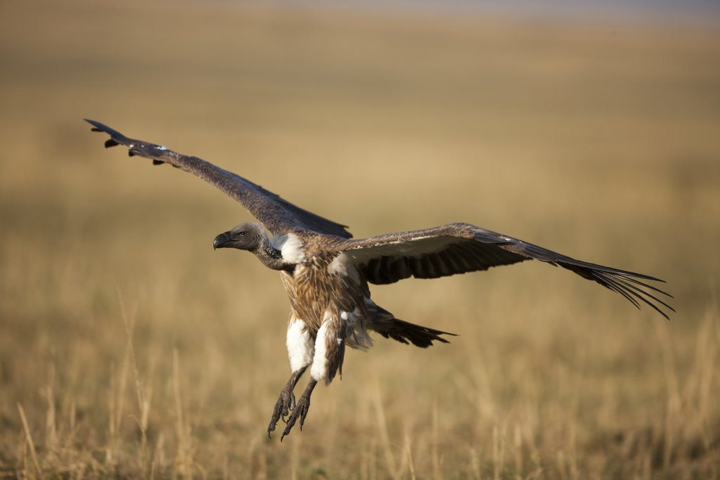 Detail of Whitebacked Vulture landing near carcass during Serengeti Migration by Anonymous