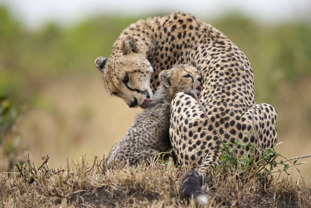 Detail of Cheetah grooming cub in Masai Mara National Reserve by Anonymous