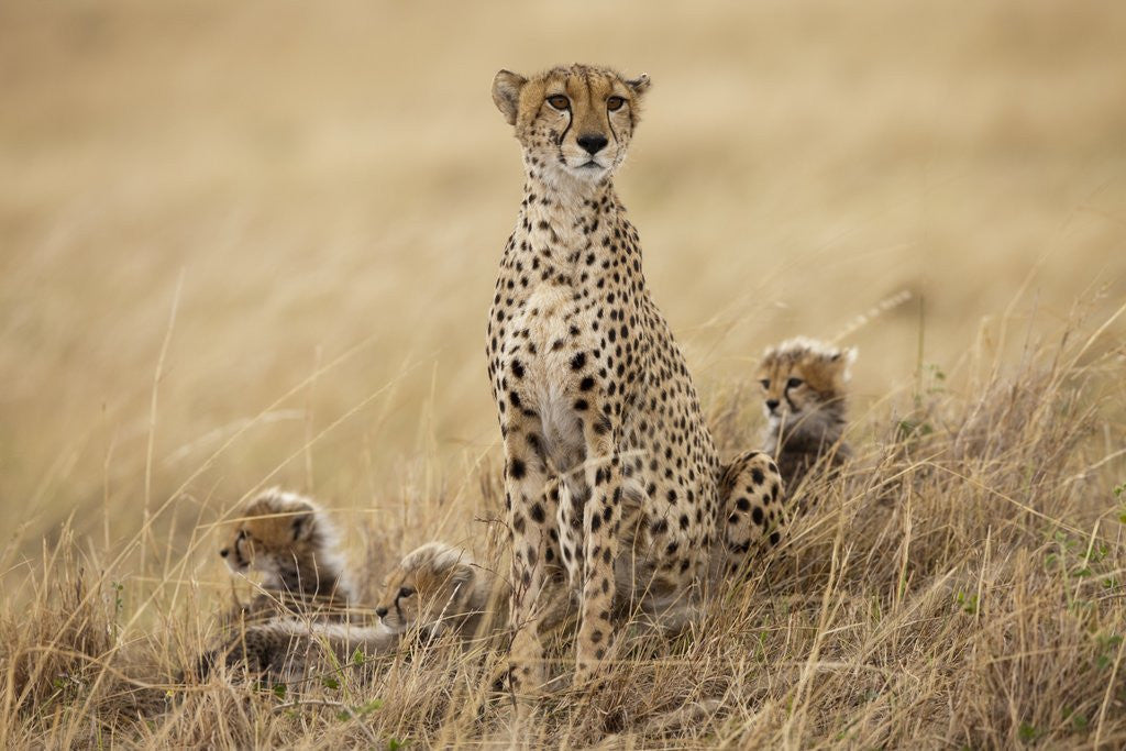 Detail of Female cheetah with cubs in tall grass by Anonymous
