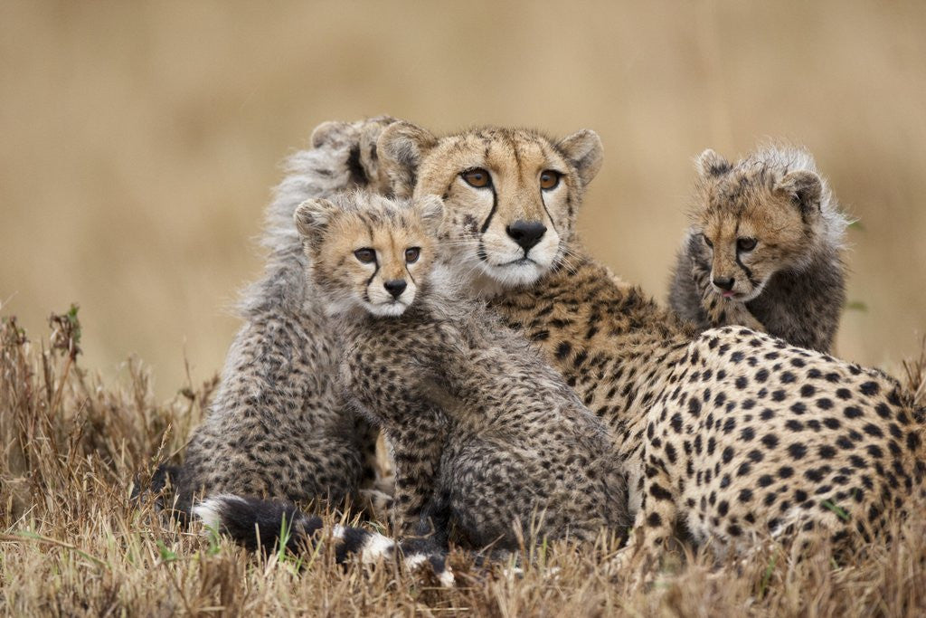 Detail of Cheetah with cubs in Masai Mara National Reserve by Anonymous