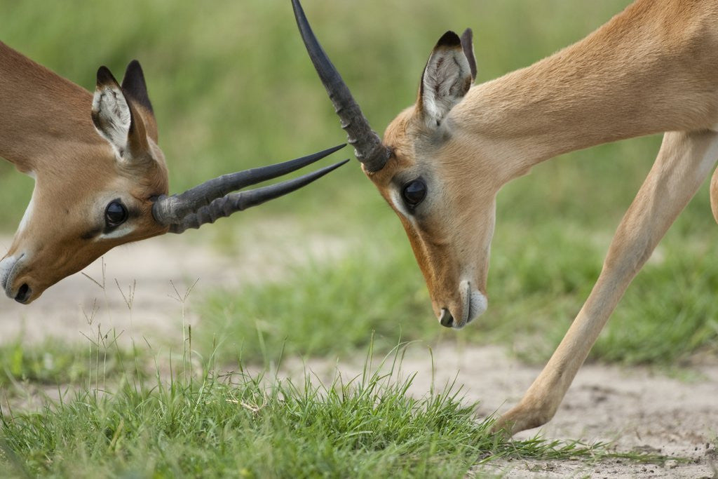 Detail of Male Impala sparring for dominance by Anonymous