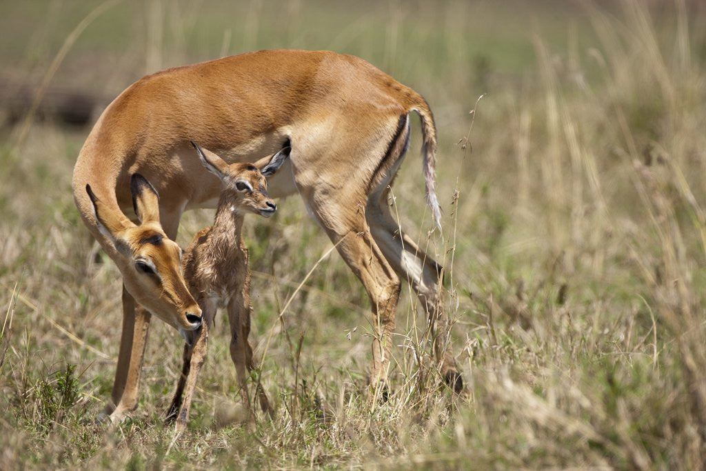 Detail of Impala cleaning newborn calf by Anonymous