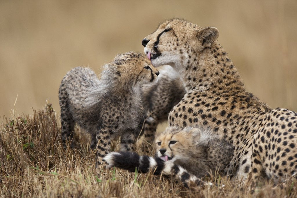 Detail of Cheetah grooming cub in Masai Mara National Reserve by Anonymous