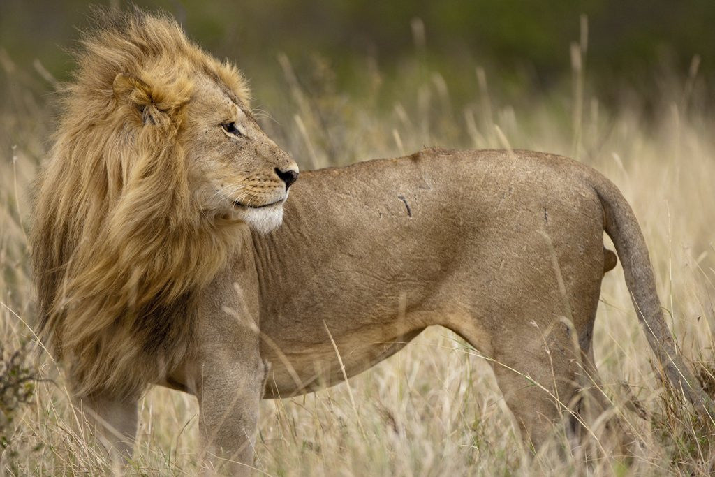 Detail of Adult male lion in tall grass in Masai Mara National Reserve by Corbis