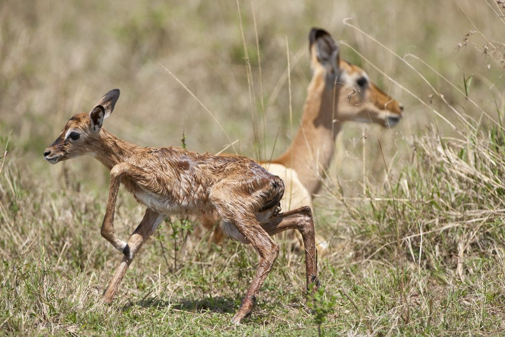 Detail of Newborn Impala taking first steps by Anonymous