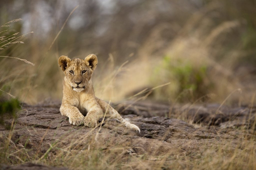 Detail of Lion cub resting on rocky outcrop in tall grass by Anonymous
