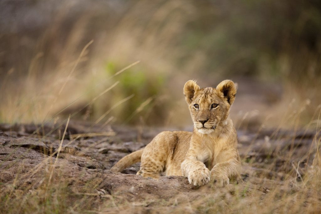 Detail of Lion cub resting on rocky outcrop in tall grass by Corbis