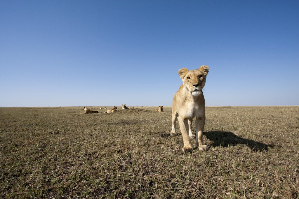 Detail of Curious lion approaching on savanna by Anonymous