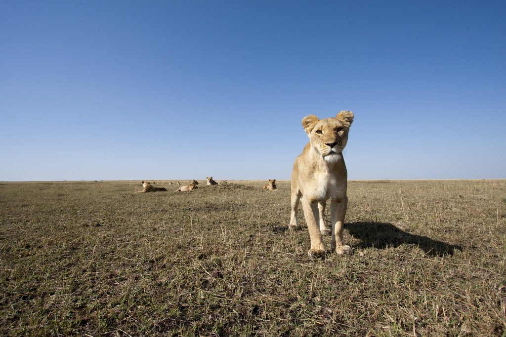 Detail of Curious lion approaching on savanna by Corbis