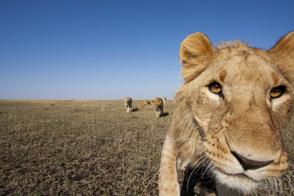 Detail of Curious adolescent male lion approaching by Corbis