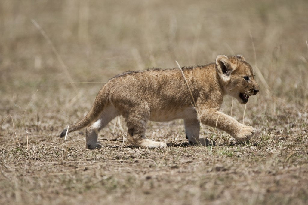Detail of Lion cub walking by Corbis