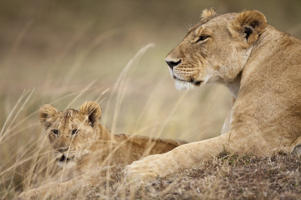Detail of Lioness with cub in Masai Mara National Reserve by Anonymous