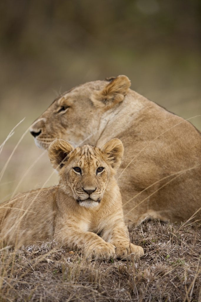 Detail of Lioness and cub by Anonymous