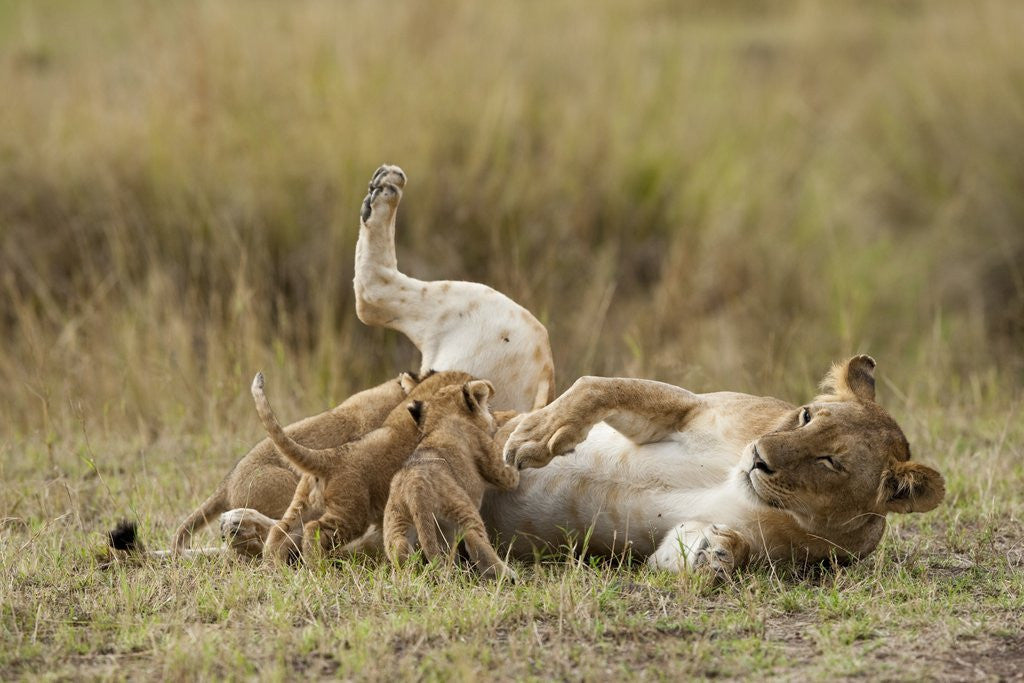 Detail of Lioness nursing cubs by Corbis