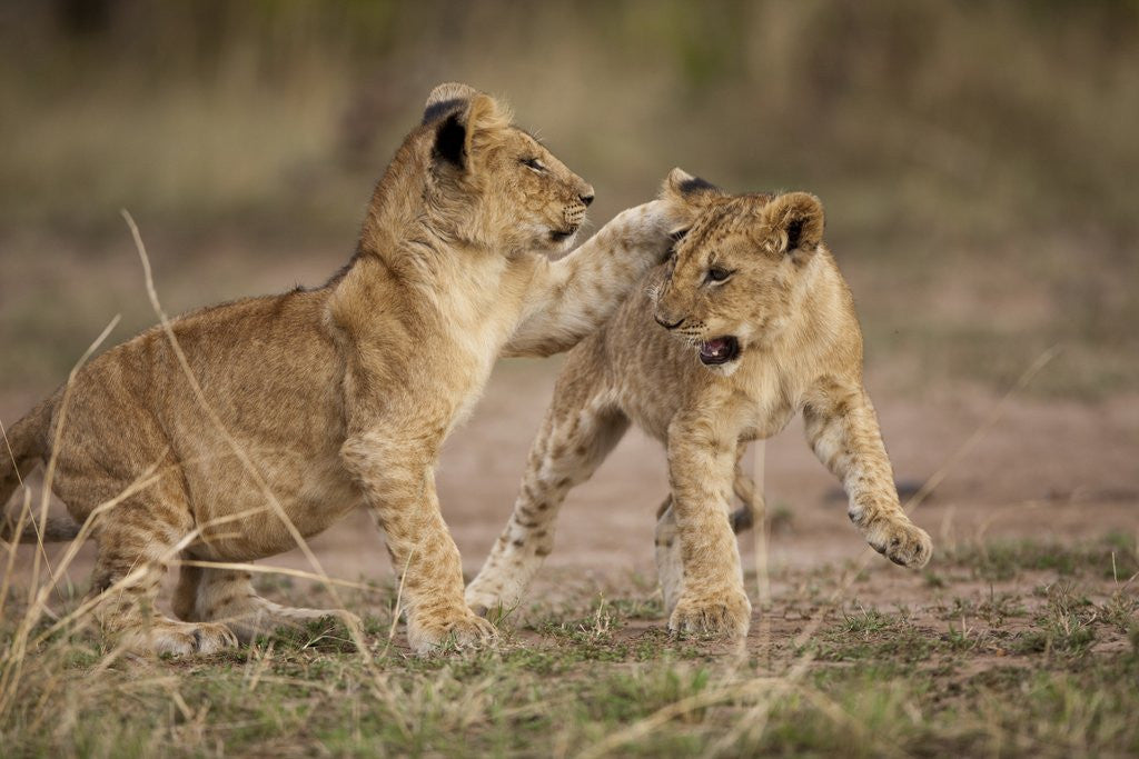 Detail of Lion cubs playing by Anonymous