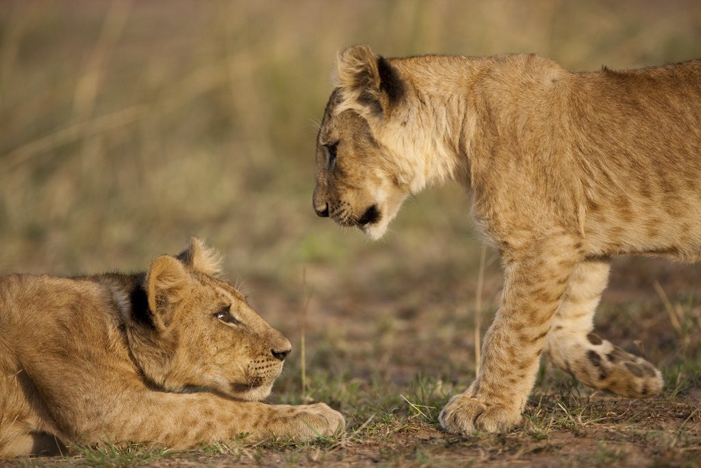 Detail of Lion cubs playing by Anonymous