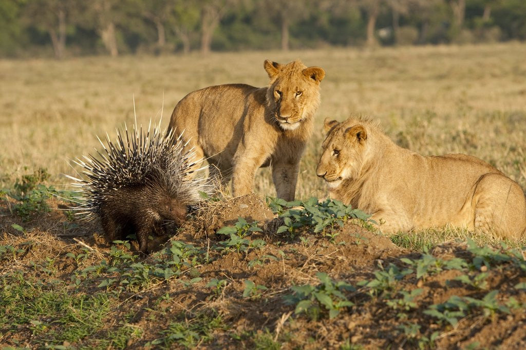 Detail of Youngs lion stalking porcupine by Anonymous