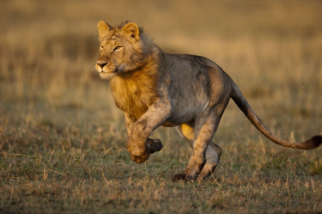 Detail of Lion running on savanna at sunrise by Corbis