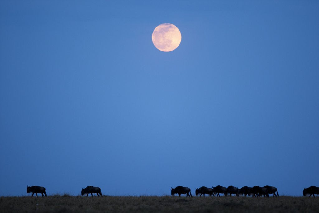 Detail of Wildebeest below full moon in Masai Mara National Reserve by Anonymous
