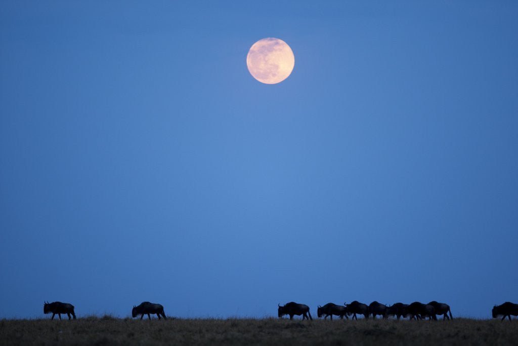 Detail of Wildebeest below full moon in Masai Mara National Reserve by Corbis