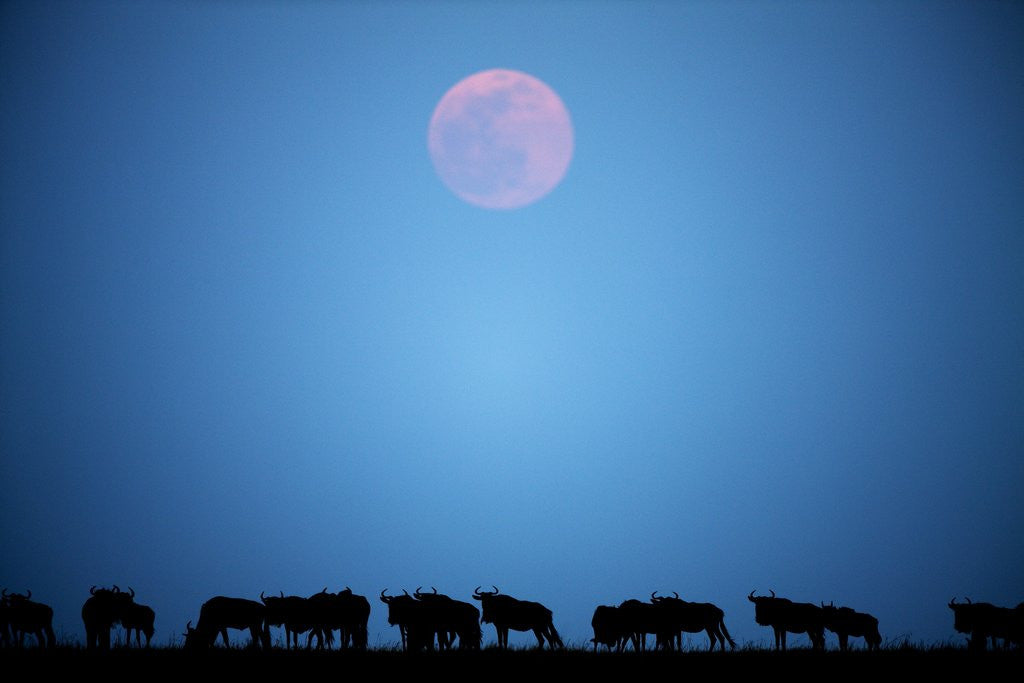Detail of Wildebeest at moonrise in Masai Mara National Reserve by Anonymous