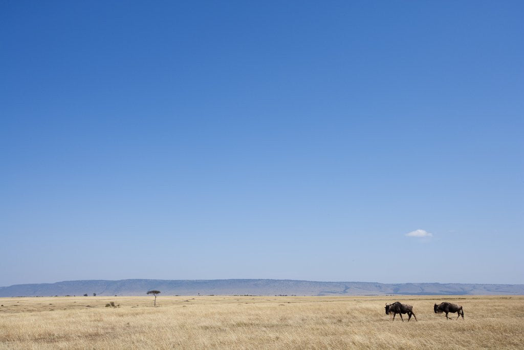 Detail of Wildebeest in Masai Mara Game Reserve by Corbis