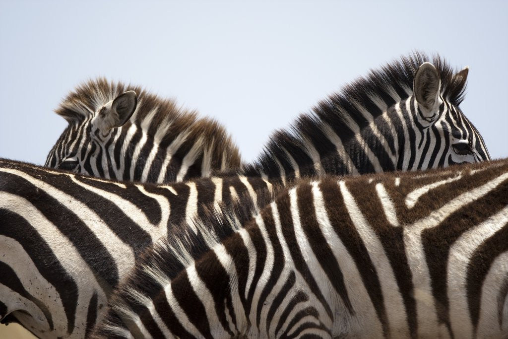 Detail of Burchell's Zebras in Masai Mara National Reserve by Anonymous