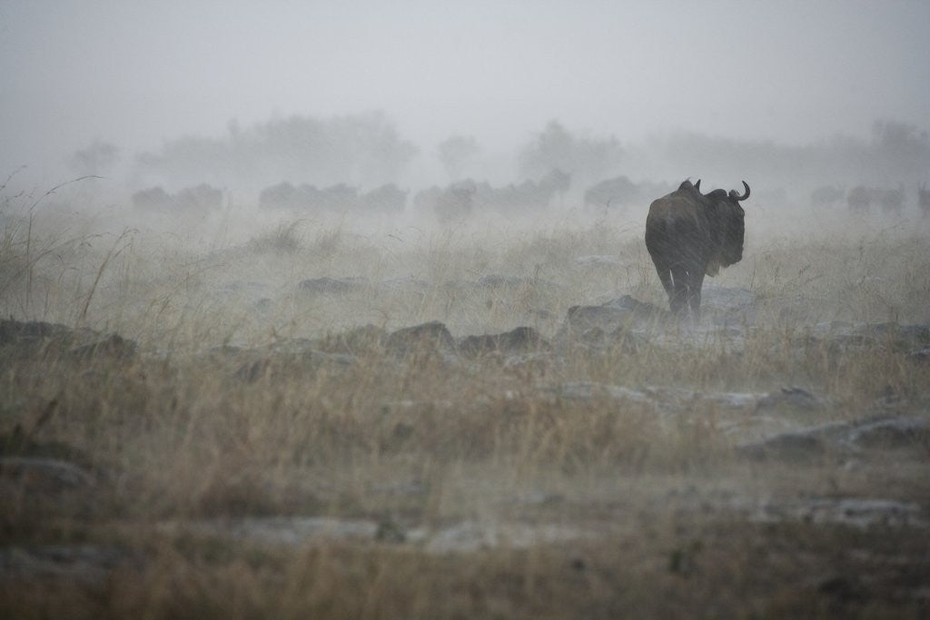 Detail of Wildebeest in rain storm in Masai Mara National Reserve by Anonymous