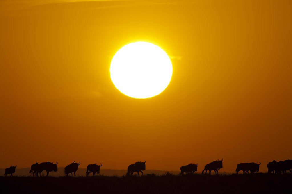 Detail of Migrating wildebeest at sunrise in Masai Mara National Reserve by Anonymous