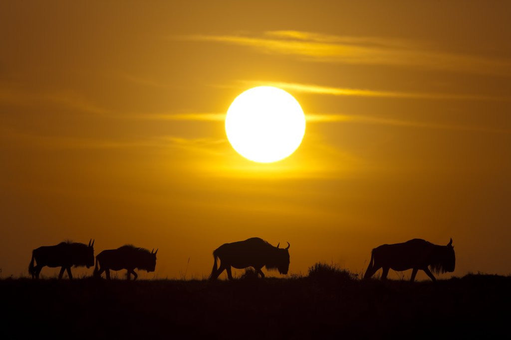 Detail of Migrating wildebeest at sunrise in Masai Mara National Reserve by Anonymous