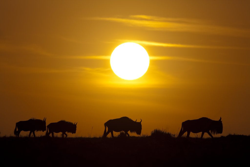 Detail of Migrating wildebeest at sunrise in Masai Mara National Reserve by Corbis