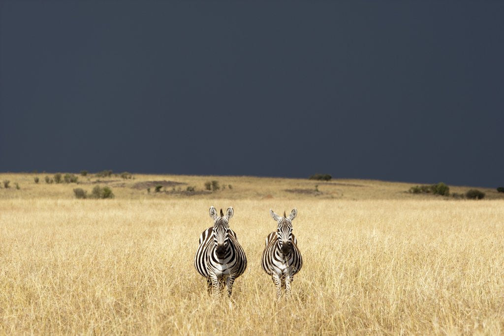 Detail of Burchell's Zebras on savanna below stormy sky by Anonymous