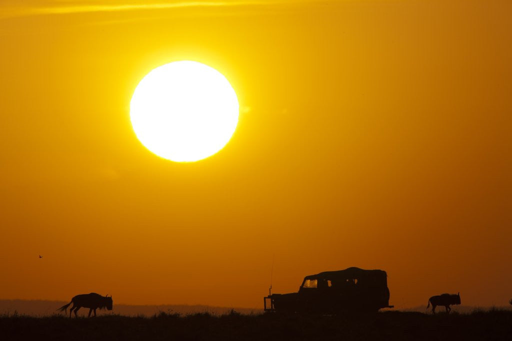Detail of Wildebeest near safari truck at sunrise by Anonymous