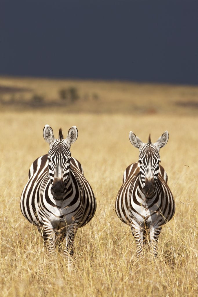Detail of Burchell's Zebras on savanna below stormy sky by Anonymous