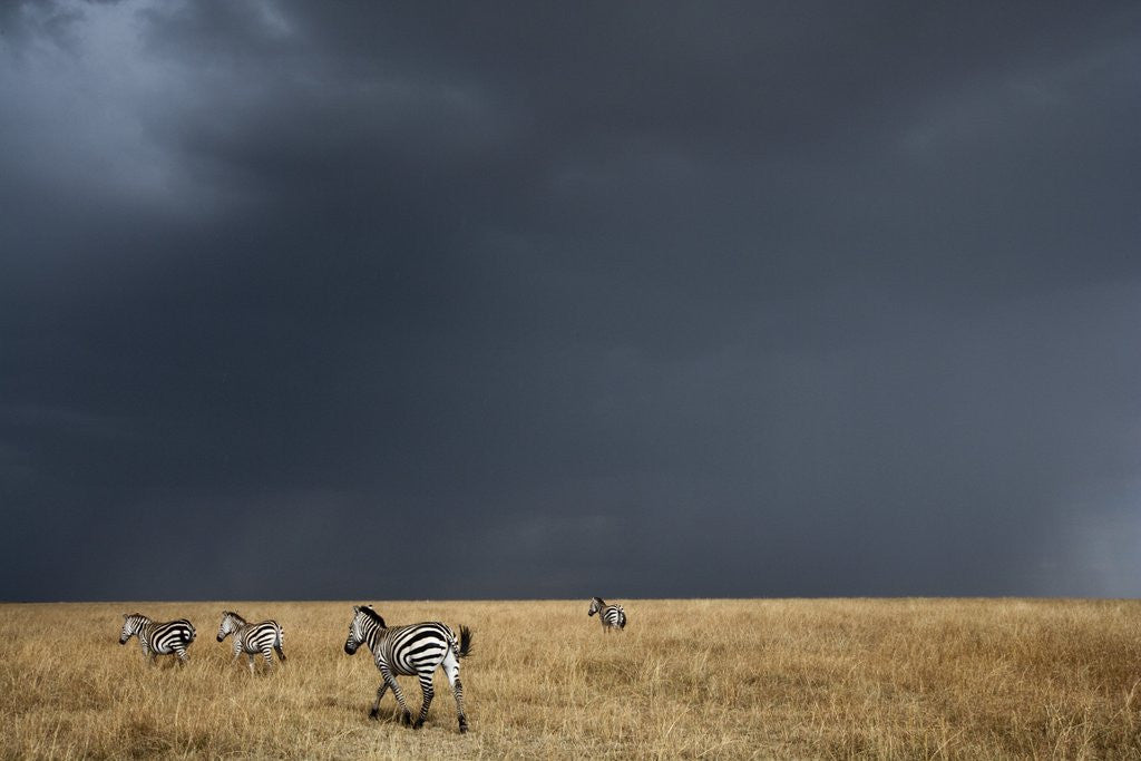 Detail of Plains zebra by Anonymous