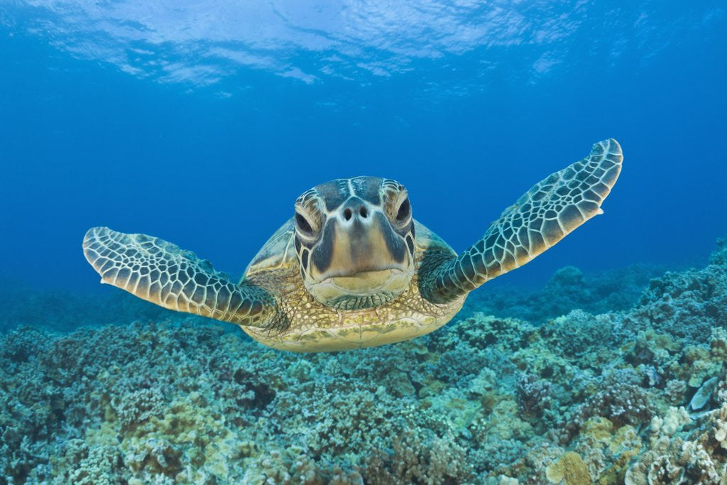 Detail of Green Turtle (Chelonia mydas), Maui, Hawaii, USA by Anonymous