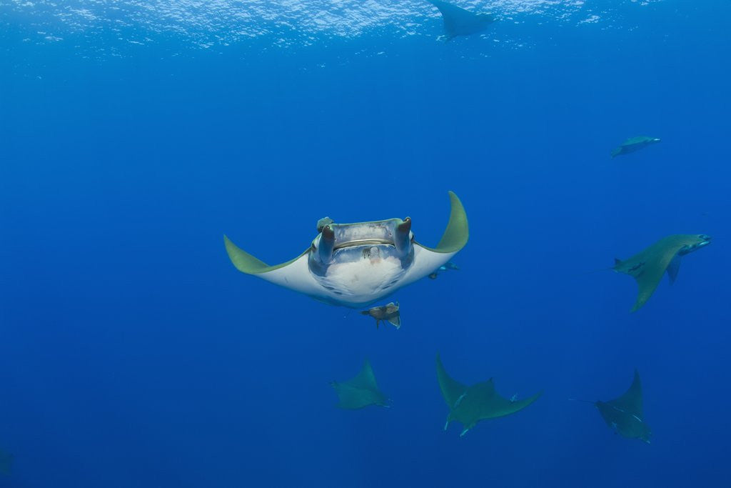 Detail of Sicklefin Mantas (Mobula tarapacana), Azores, Princess Alice Bank, Atlantic Ocean, Portugal by Anonymous