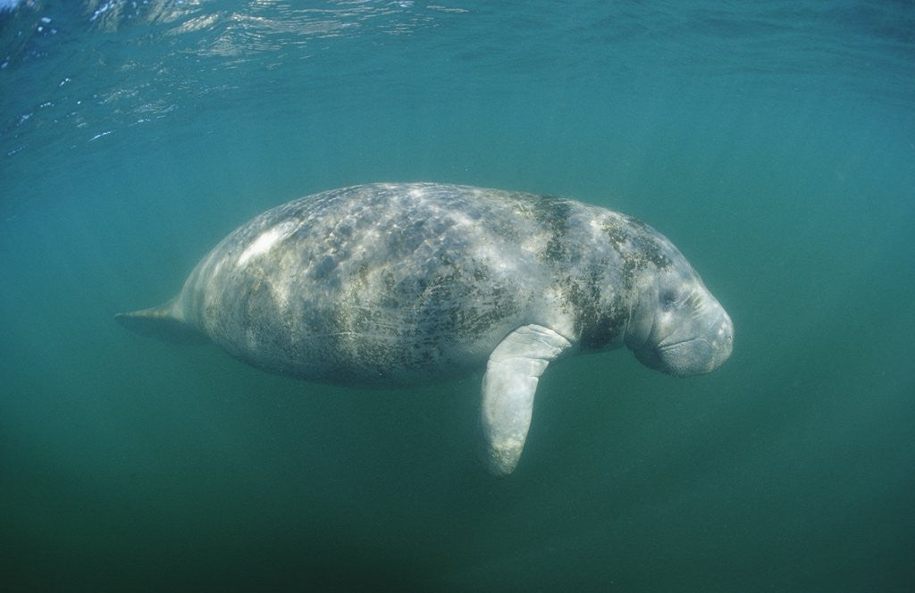 Detail of West Indian Manatee (Trichechus manatus latirostris) Florida Everglades, Florida, USA. by Anonymous