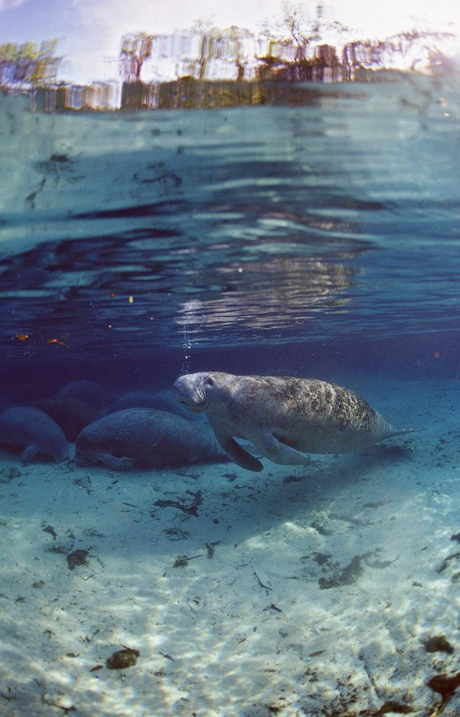 Detail of Florida Manatee (Trichechus manatus latirostris), Everglades, Florida, USA by Anonymous