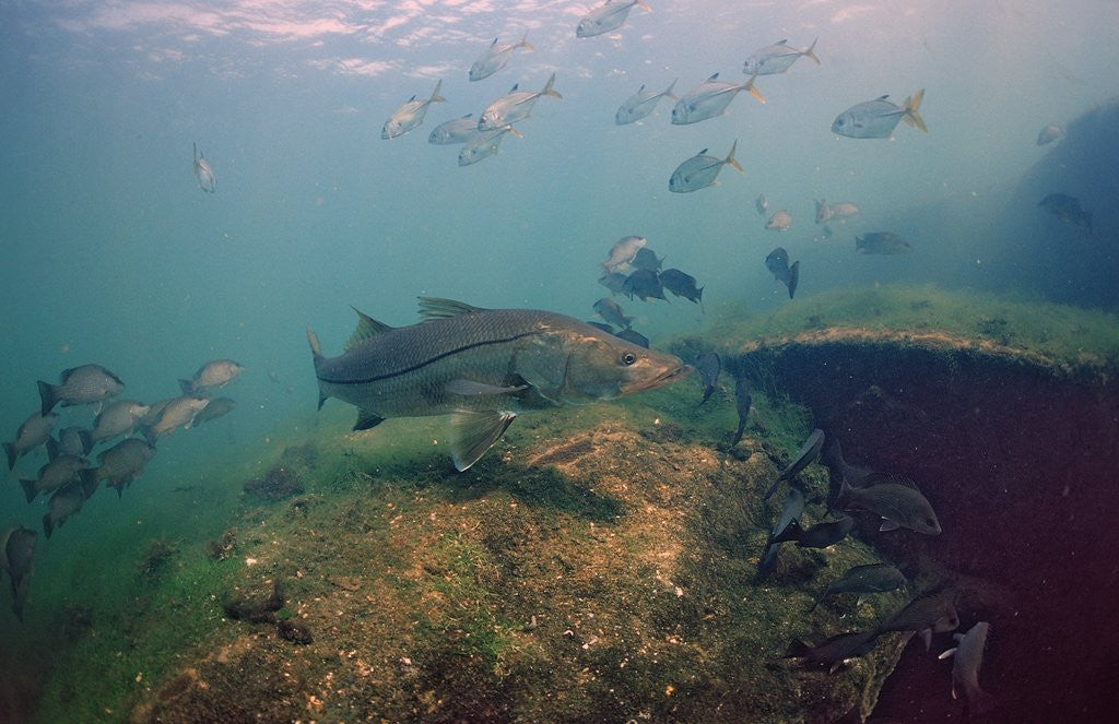 Detail of Common Snook (Centropomus undecimalis) Crystal River, Florida, USA by Anonymous