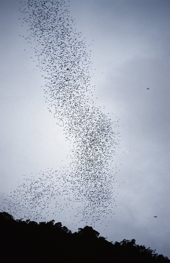 Detail of Bats flying from Deer Cave at dusk to feed on insects by Anonymous
