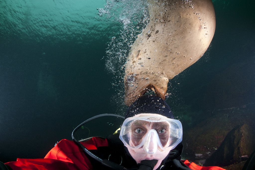 Detail of Steller sea lion biting head of photographer Paul Souders by Anonymous