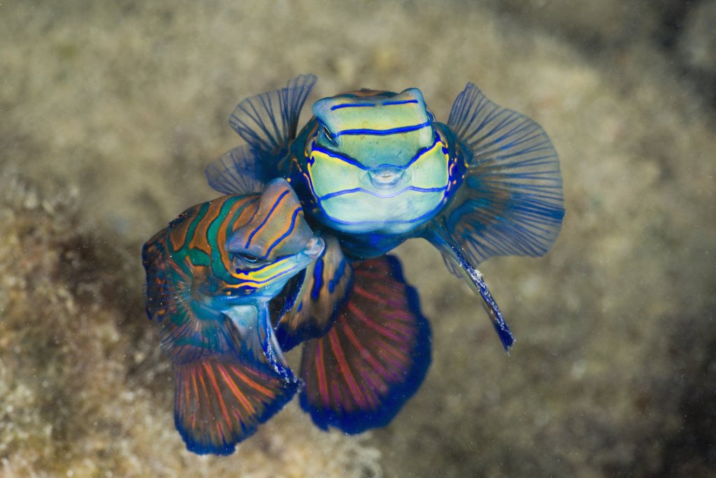 Detail of Mating Mandarinfish (Synchiropus splendidus), Micronesia, Palau by Anonymous