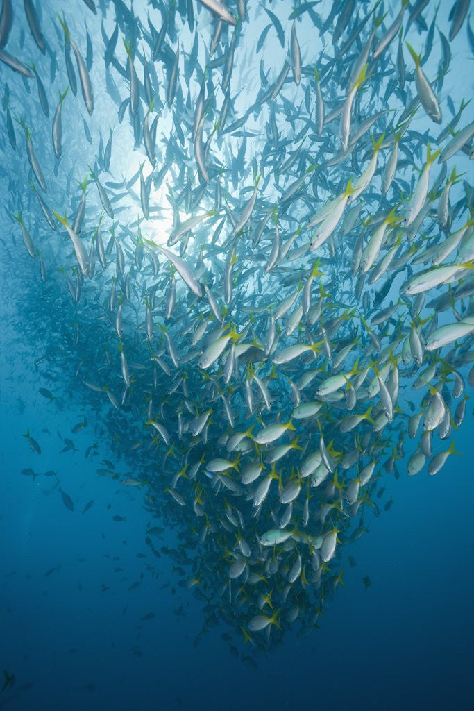 Detail of Large school of Yellowtail Fusiliers (Caesio cuning), German Channel, Micronesia, Palau by Anonymous
