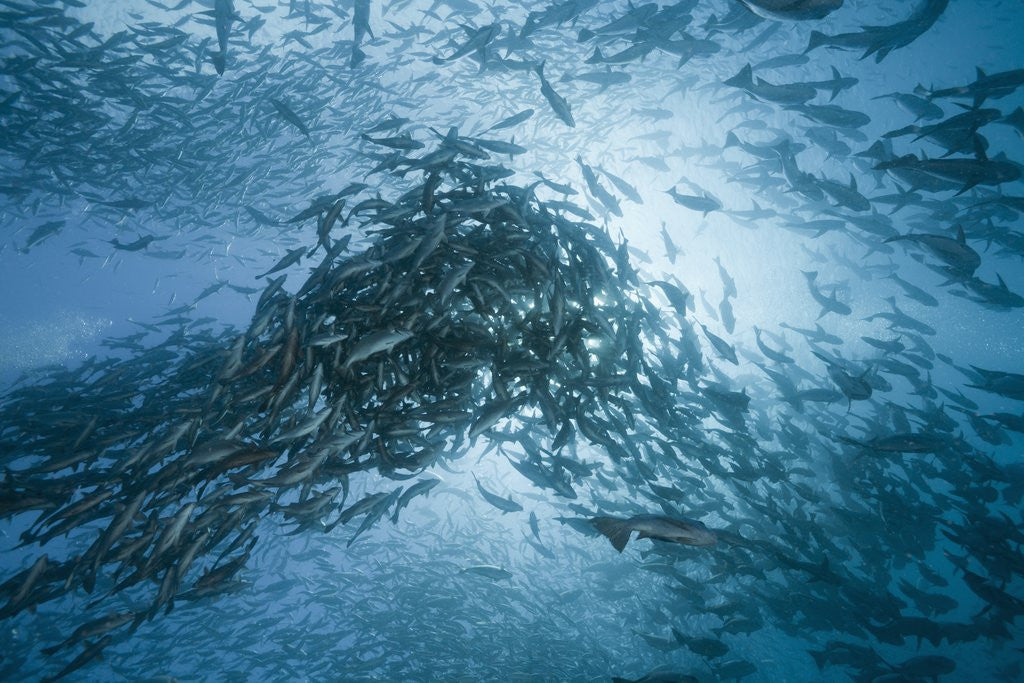 Detail of Large school of Rudderfish laying eggs in open water (Kyphosus cinerascens) by Anonymous