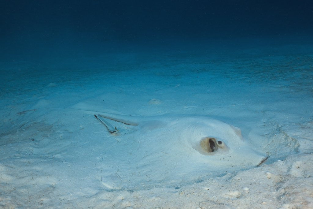 Detail of Cowtail Sting Ray camouflaged on the sandy ocean floor (Pastinachus sephen) by Anonymous